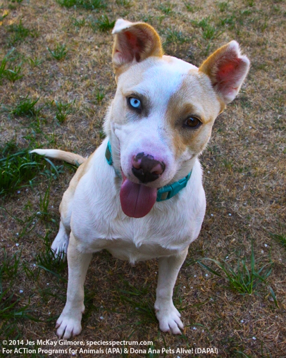 Zeus is an active boy, smart, trainable with one blue eye. 