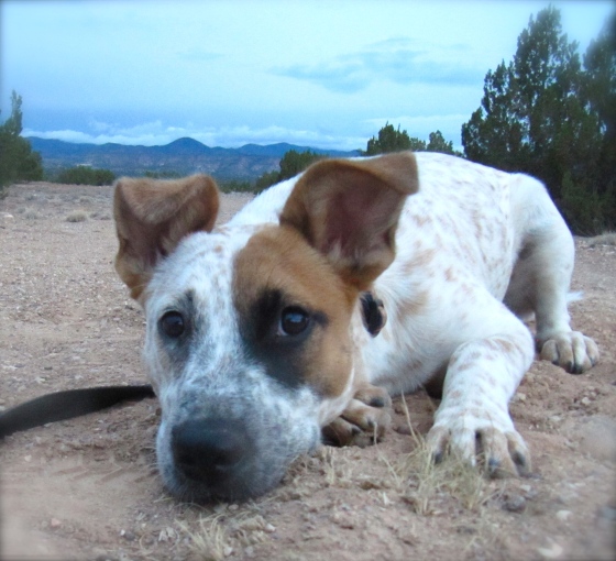 new-mexico-helping-dogs